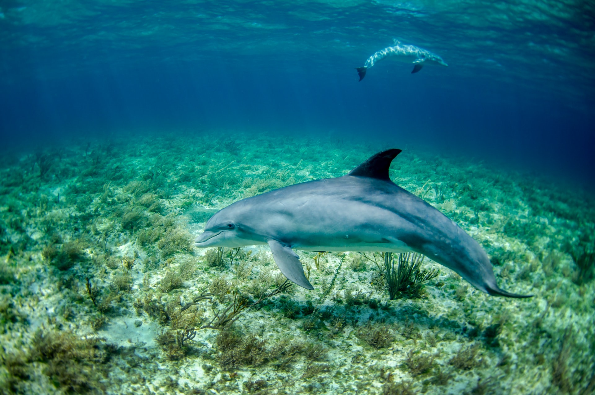 Delfín aleta larga