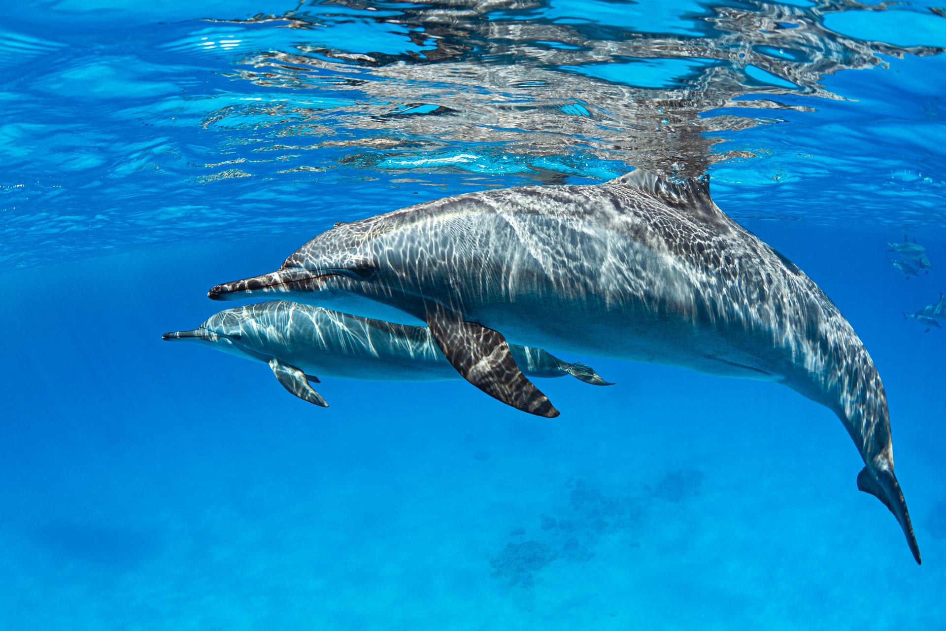 Delfín tornillo