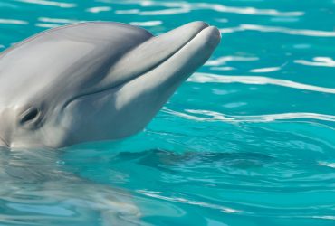Delfines