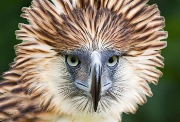 aves extrañas