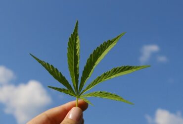 Hoja de planta CBD