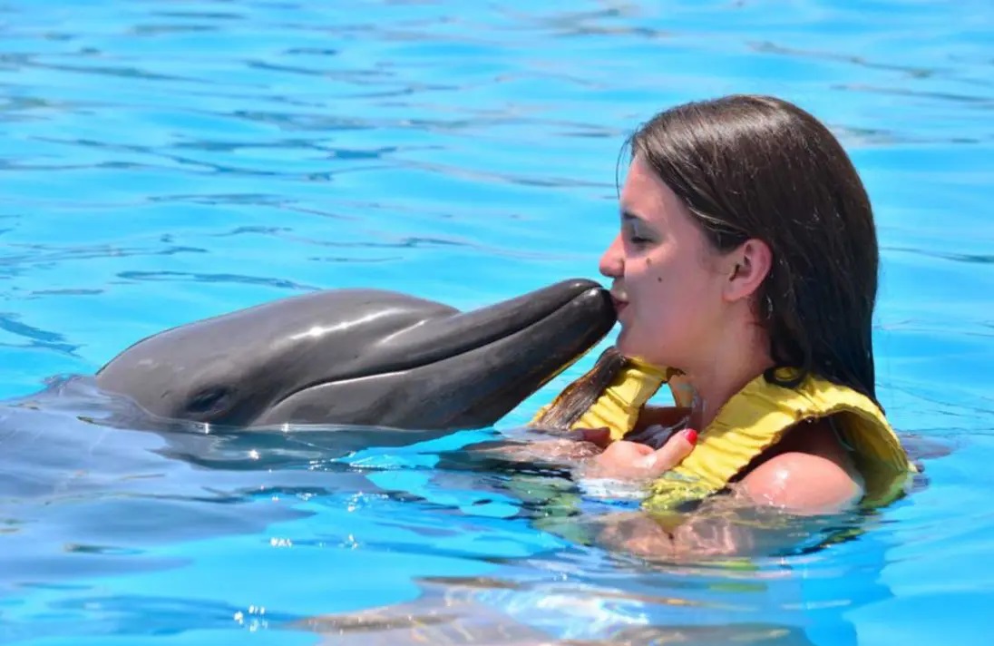 nado con delfines en cozumel