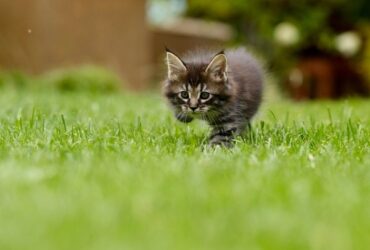 Gatito corriendo por cesped artificial