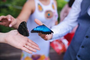 mariposas