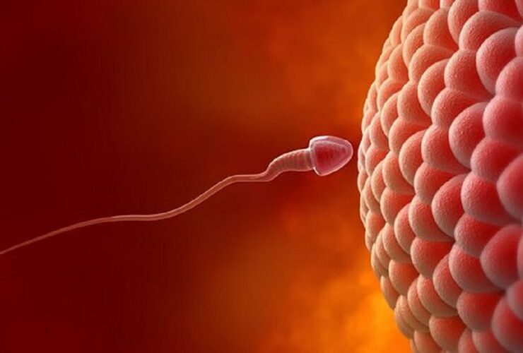 fertilidad