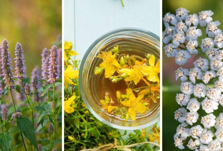 Plantas Medicinales: El camino natural hacia la curación