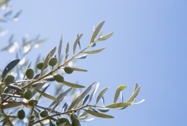 Ramas de olivo