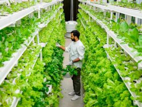 agricultura